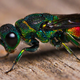 Illustration for article titled This beautiful rainbow insect is actually a wasp